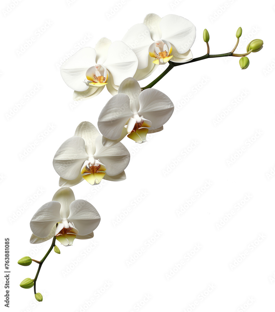 Obraz premium orchid flower isolated on transparent background