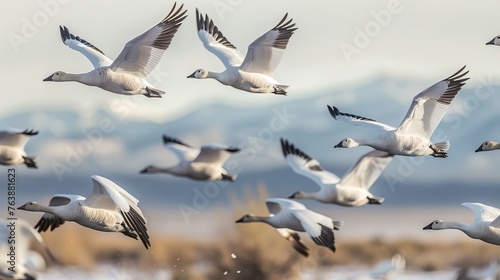 Snow geese Bosque del Apache, New Mexico USA photo