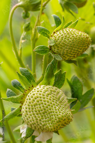 Strawberry bush with unripe berries.