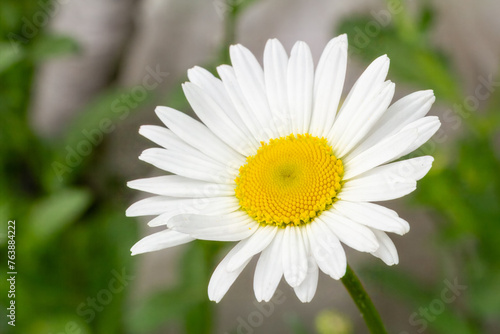 Bud of chamomile flower with blurred natural background