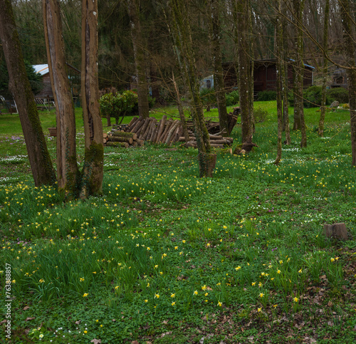 Landscape with narcissus, wood anemone and other wild flowers  summer cottage at background in forest. Springtime woodland in Ile-de-France, France. Vacation in nature, rural tourism. Selective focus. © Elena Dijour