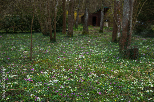 Landscape with primroses and other wild flowers blooming  summer cottage at background in forest. Springtime woodland in Ile-de-France, France. Vacation in nature, rural tourism. Selective focus. © Elena Dijour