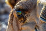 closeup of a camels face with an oasis reflecting in its eyes