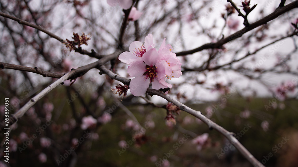 Almond blossom in spring