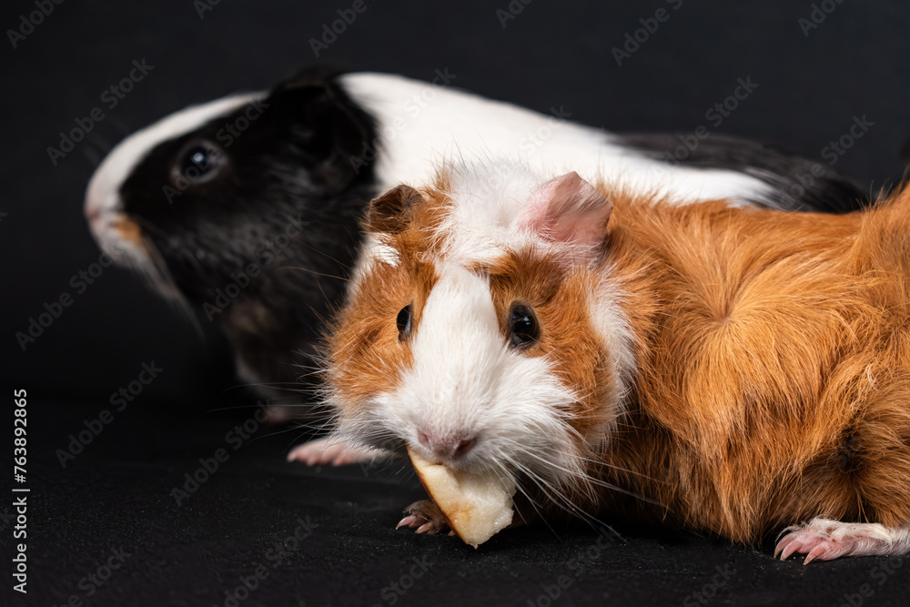 Guinea pigs on black background Guinea pigs on black background