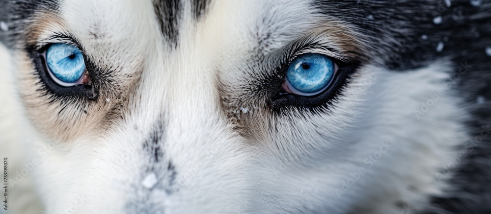 A closeup of a Siberian Huskys electric blue eyes, showcasing its long eyelashes, whiskers, and fluffy fur. This macro photography highlights the beauty of this terrestrial animal