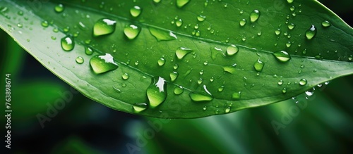 A close up of a terrestrial plant leaf covered in liquid water drops, highlighting the plants need for moisture to thrive. The green leaf glistens with the reflection of light
