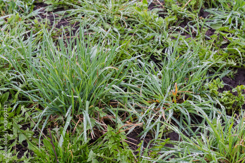 Bushes of grass covered with water drops after a rain Bushes of grass covered with water drops after a rain