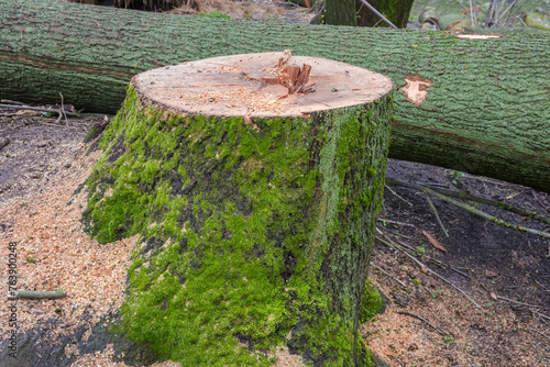 Stump of the old thick ash tree, side view