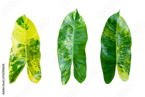 Tropical leaves set. Palm leaf, banana leaves, coconut leaf, monstera, fern and Jungle leaves.Fresh.isolated on white background for design elements.