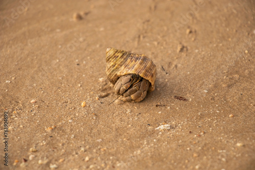 shell on sand