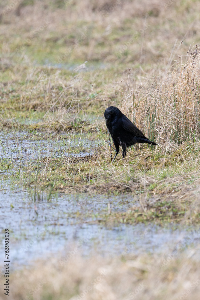 Obraz premium A common carrion crow (corvus corone) feeds on carrion at a wetland habitat in Yorkshire, Spring