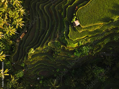 Aerial photography from a drone, landscape, view of the rice terraces.