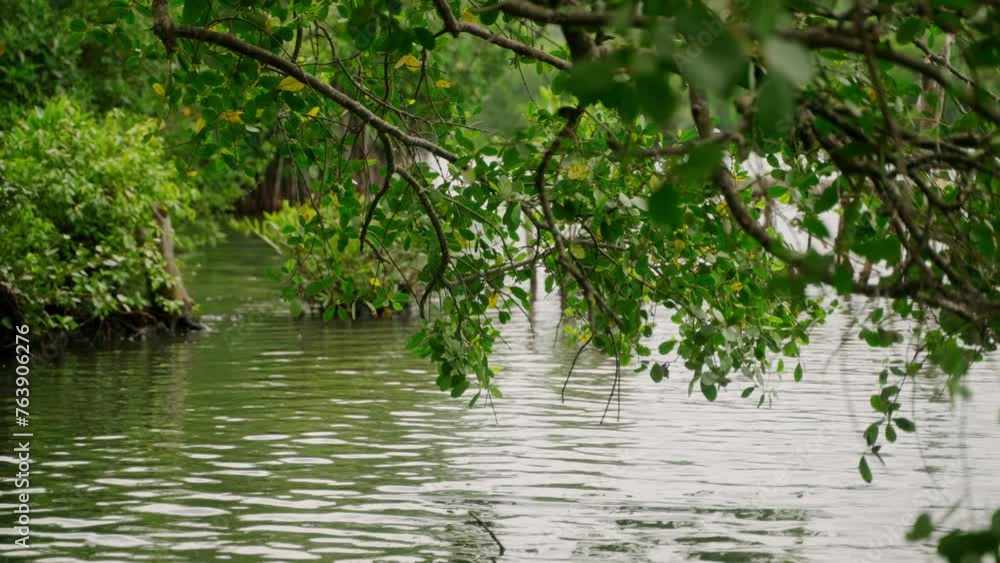 Submerged tropical shoreline, high water engulfing trees, indicates rising lake levels. Quiet flooded nature scene, serene overflow scenery provides peaceful backdrop for diverse applications. Submerged tropical shoreline, high water engulfing trees, indicates rising lake levels. Quiet flooded nature scene, serene overflow scenery provides peaceful backdrop for diverse applications.