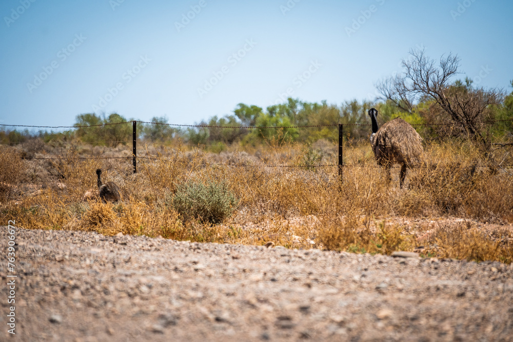 Emu Family Foraging in the Outback Wilderness Emu Family Foraging in the Outback Wilderness