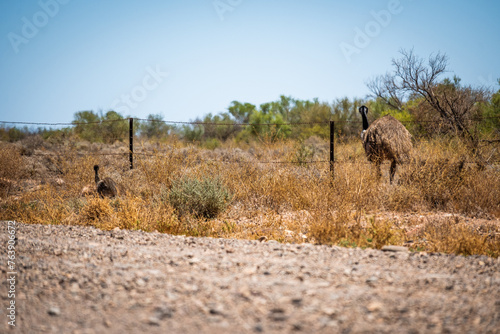 Emu Family Foraging in the Outback Wilderness