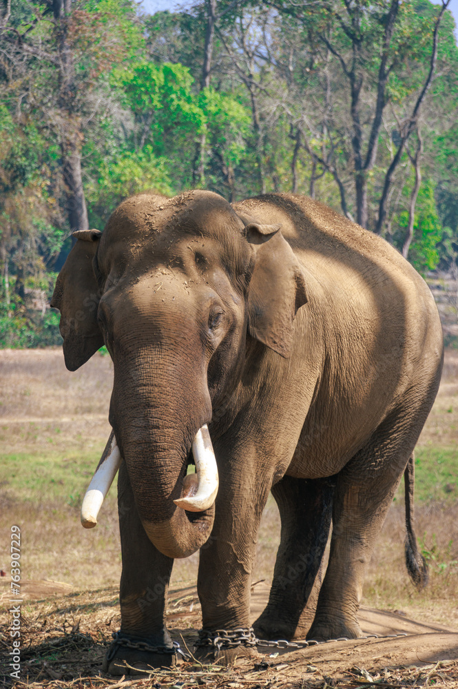 Asian Indian Elephant at Dubare elephant camp, Portrait of Elephant. Tourist attraction near Coorg, Karnataka. 
