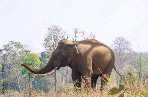 Asian Indian Elephant at Dubare elephant camp  Portrait of Elephant. Tourist attraction near Coorg  Karnataka. 