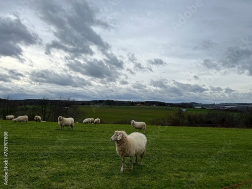 Flock of sheep on green field in spring in Germany