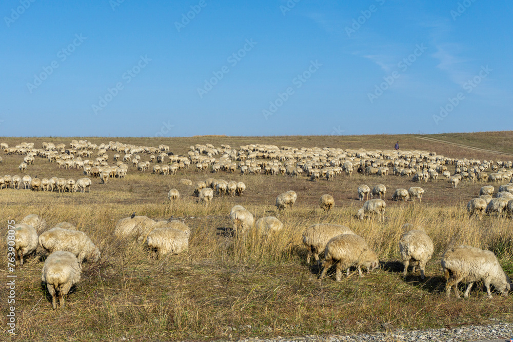 A flock of sheep in the fields of the savannah eat dry grass. A shepherd can be seen in the distance. Bright sky with clouds. Georgia.