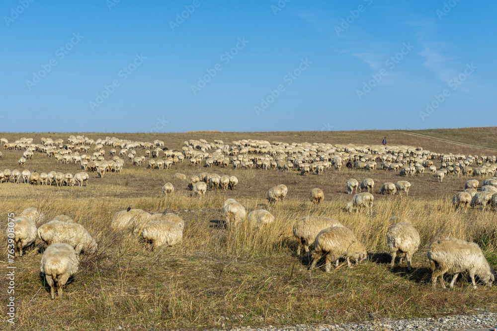 Fototapeta premium A flock of sheep in the fields of the savannah eat dry grass. A shepherd can be seen in the distance. Bright sky with clouds. Georgia.
