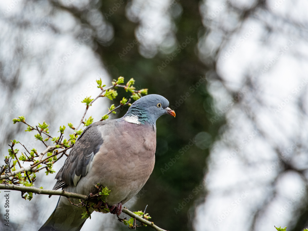 Fototapeta premium Common wood pigeon gracefully standing on a branch and feeding on new growth in spring. Wild Pigeon or dove bird with red-eye is standing alone