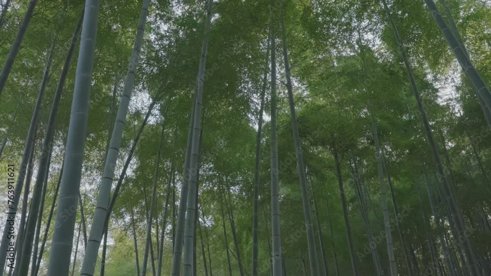 lush bamboo forest in springtime lush bamboo forest in springtime