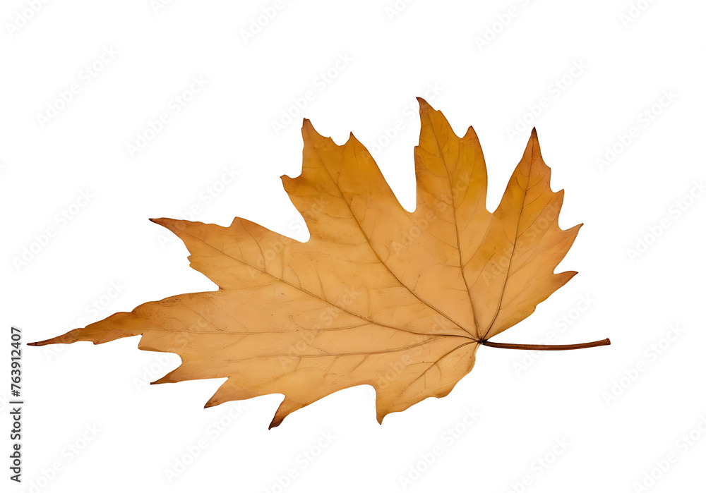 autumn maple leaf on a isolated transparent background autumn maple leaf on a isolated transparent background