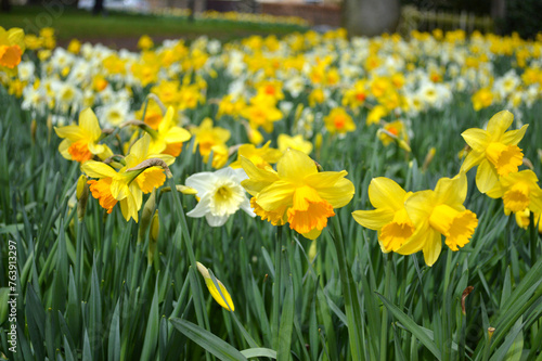 Fototapeta Naklejka Na Ścianę i Meble -  Yellow Daffodils blooming at a Park in Scotland, UK