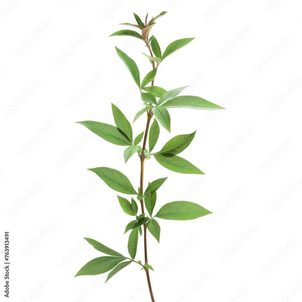 Green leaves on a white background AI generated