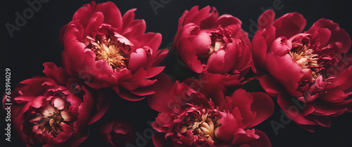 Wallpaper Mural Red Peonies on a black background Torontodigital.ca