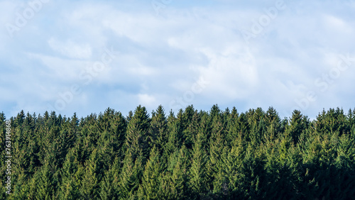 A coniferous forest and a cloudy sky