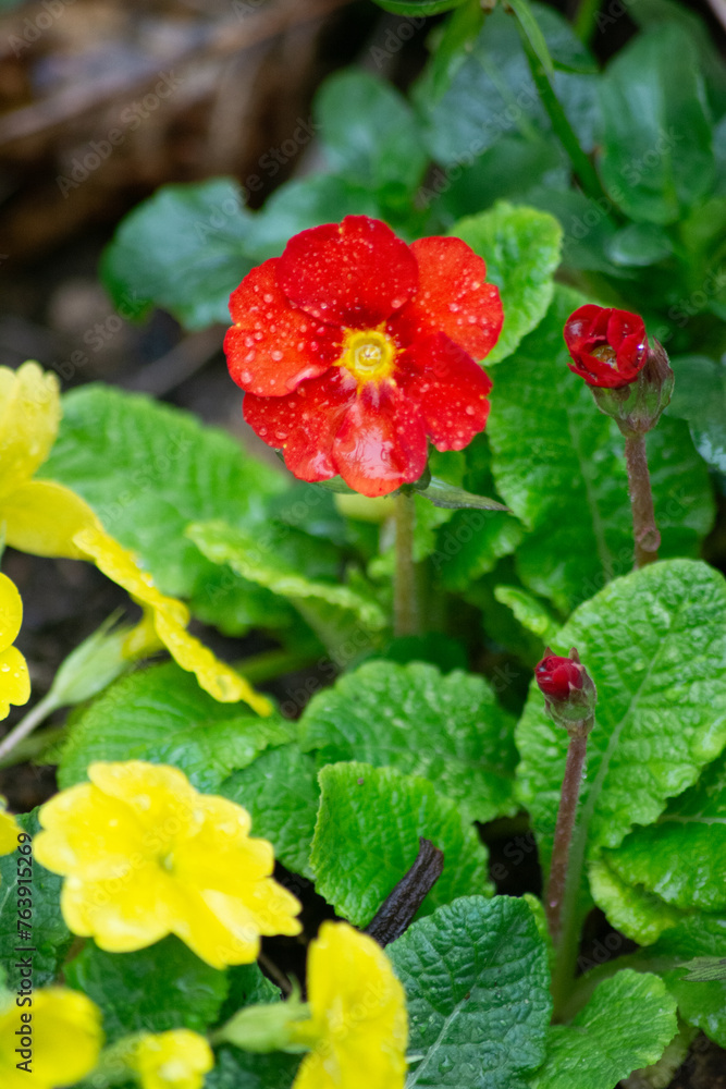 Red flower Red flower