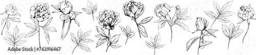 Peony floral botanical flower hand drawn. Wild spring leaf wildflower isolated. Black and white engraved ink art collection. Isolated peony illustration element on white background.