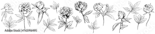 Peony floral botanical flower hand drawn. Wild spring leaf wildflower isolated. Black and white engraved ink art collection. Isolated peony illustration element on white background.