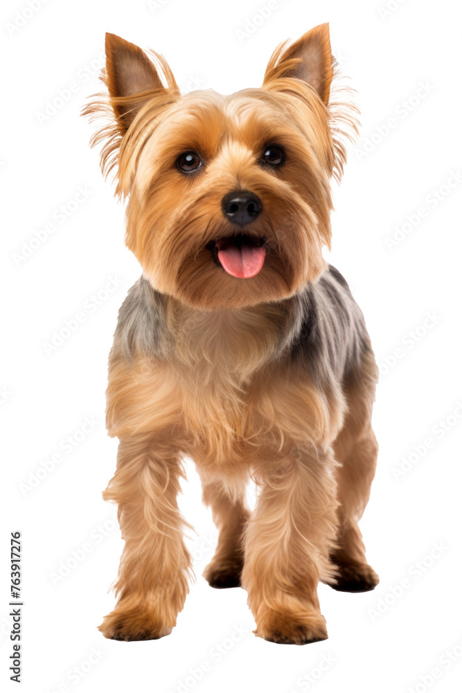 Scruffy adult blue gold Yorkshire terrier dog, standing facing front. Looking towards camera and sticking out pink tongue. Isolated on a white background. Scruffy adult blue gold Yorkshire terrier dog, standing facing front. Looking towards camera and sticking out pink tongue. Isolated on a white background.