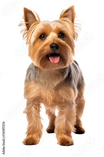 Scruffy adult blue gold Yorkshire terrier dog, standing facing front. Looking towards camera and sticking out pink tongue. Isolated on a white background.