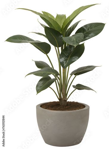 green plant in a white pot on transparent background - nature - forest - tropical jungle element - video compositing footage - png