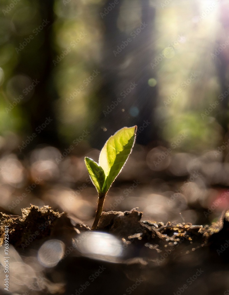 A small life born in the forest. A small life born in the forest.