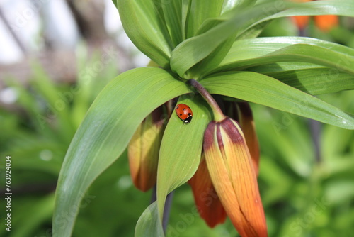 Ein Marienkäfer auf einer Kaiserkrone im Frühling