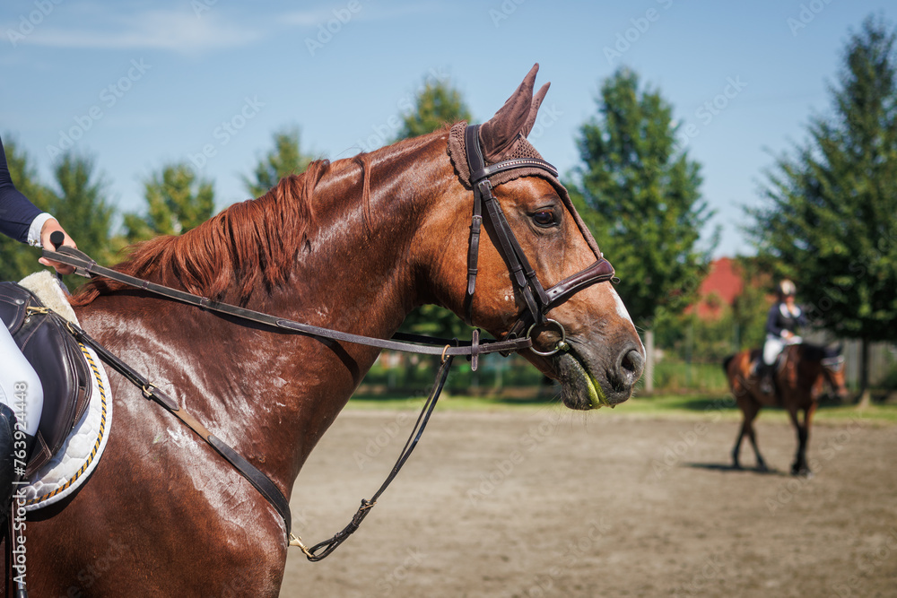 Obraz premium Red horse training in paddock. Horseback riding with unrecognizable jockey person. Animal sport
