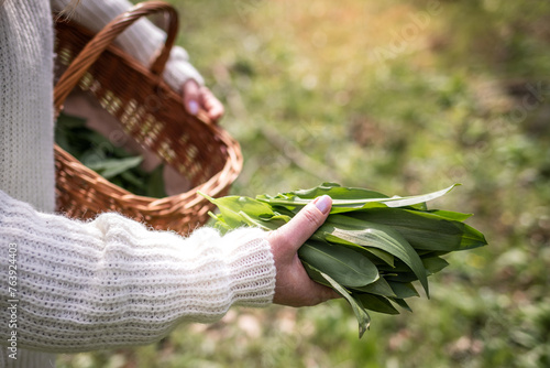 Woman picking wild garlic (allium ursinum) in forest. Harvesting Ramson leaves herb into wicker basket. Herbal gathering in spring