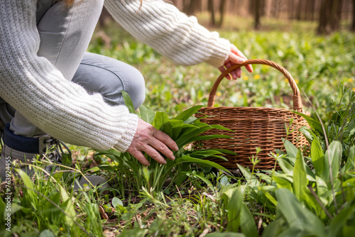 Herbal harvest. Woman picking wild garlic (allium ursinum) in forest. Harvesting Ramson leaves herb into wicker basket
