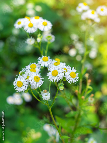 Flowers of Erigeron annuus (Phalacroloma annuum) in the forest in summer on a sunny day