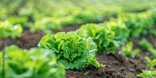 Lush Green Lettuce Farming. A vibrant field of green lettuce thrives in rich soil, symbolizing sustainable agriculture and healthy food.