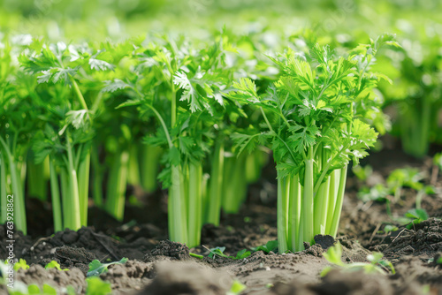 Vibrant Celery Crop in Soil. Thriving celery plants stand tall in fertile soil  showcasing vibrant green foliage in a healthy crop field.