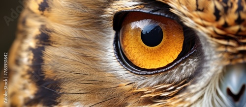 A close up of a bird of preys golden iris, part of the Falconiformes family. The intricate feather details around the eye and sharp beak can be seen in this wildlife shot photo