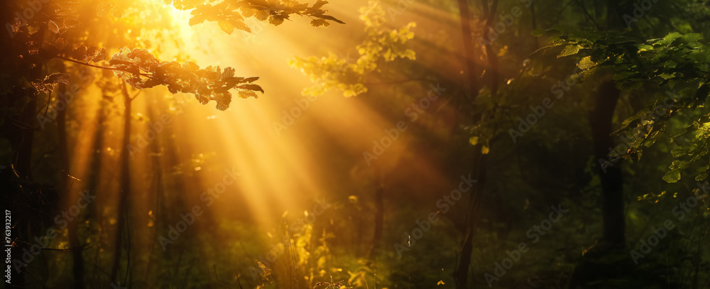 Sunbeams breaking through a lush forest canopy.