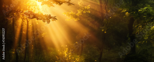 Sunbeams breaking through a lush forest canopy. © RISHAD