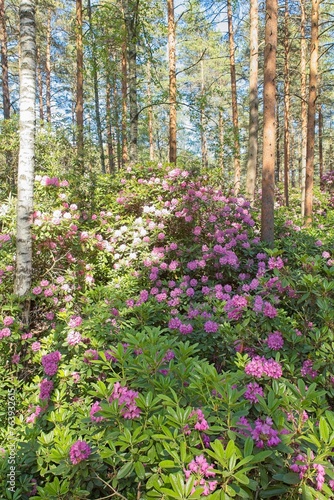 Blooming flowers at Haaga Rhododendron Park in summer, Helsinki, Finland.